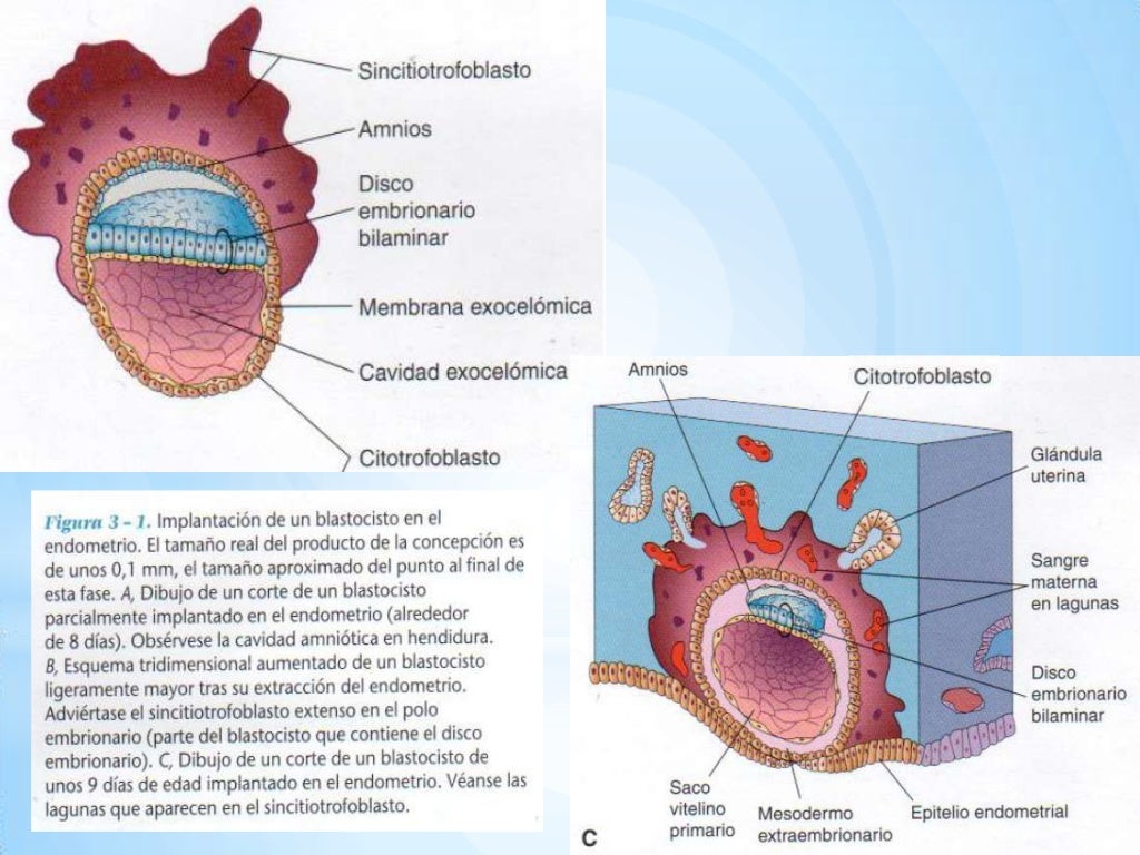 Desarrollo embrionario segunda semana