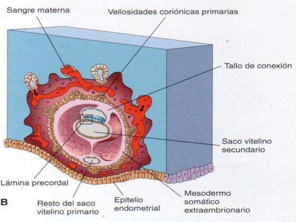 Desarrollo embrionario segunda semana
