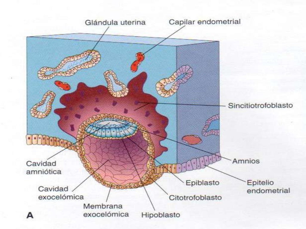 Desarrollo embrionario segunda semana