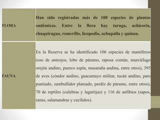 FLORA
Han sido registradas más de 100 especies de plantas
endémicas. Entre la flora hay taruga, achicoria,
chuquiragua, romerillo, licopodio, achupalla y quinua.
FAUNA
En la Reserva se ha identificado 106 especies de mamíferos
(oso de anteojos, lobo de páramo, raposa común, murciélago
orejón andino, puerco espín, musaraña andina, entre otros), 395
de aves (cóndor andino, guacamayo militar, tucán andino, pato
puntiado, zambullidor plateado, perdíz de páramo, entre otros),
70 de reptiles (culebras y lagartijas) y 116 de anfibios (sapos,
ranas, salamandras y cecílidos).
 