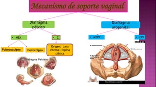 Diafragma
urogenital
Diafragma
pélvico
Mecanismo de soporte vaginal
• MEA • MTPP• C • FPP
Origen: cara
interna= Espina
ciática
Pubococcigeo Iliococcigeo
 