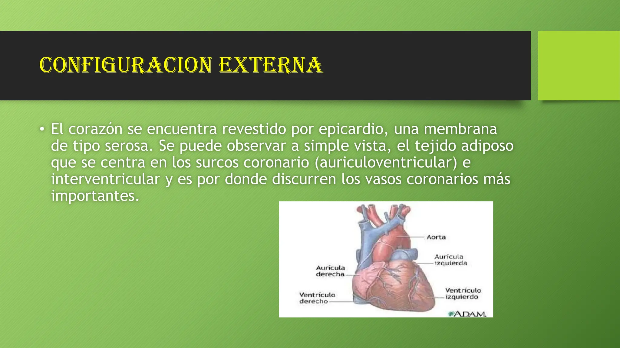 El Corazon Layout configuración externa y interna del corazon.pdf