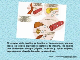 El receptor de la insulina se localiza en la membrana y aunque
todos los tejidos expresan receptores de insulina, los tejidos
que almacenan energía (hígado, musculo y tejido adiposo)
expresan una elevada densidad de receptores.
Golan D, T. A. (2012). Principoss de Famacologia (3ed ed.).
Philadelphia: Wolter Kluwer.
 