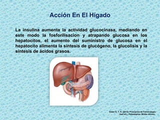 Acción En El Hígado
Golan D, T. A. (2012). Principoss de Famacologia
(3ed ed.). Philadelphia: Wolter Kluwer.
La insulina aumenta la actividad glucocinasa, mediando en
este modo la fosforilisacion y atrapando glucosa en los
hepatocitos, el aumento del suministro de glucosa en el
hepatocito alimenta la síntesis de glucógeno, la glucolisis y la
síntesis de ácidos grasos.
 