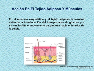 Acción En El Tejido Adiposo Y Músculos
Golan D, T. A. (2012). Principoss de Famacologia (3ed ed.).
Philadelphia: Wolter Kluwer.
En el musculo esquelético y el tejido adiposo la insulina
estimula la translocación del transportador de glucosa y a
su vez facilita el movimiento de glucosa hacia el interior de
la célula.
 
