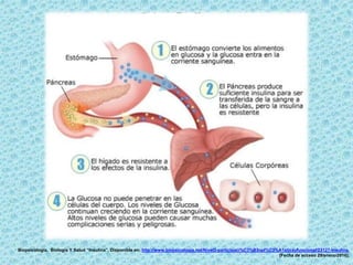 Biopsicología. Biología Y Salud “Insulina”. Disponible en: http://www.biopsicologia.net/Nivel3-participaci%C3%B3npl%C3%A1sticayfuncional/23127-insulina.
[Fecha de acceso 29/enero/2016].
 