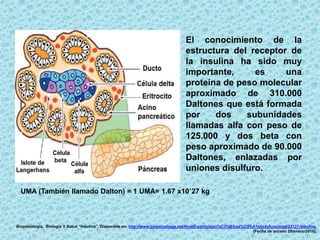 El conocimiento de la
estructura del receptor de
la insulina ha sido muy
importante, es una
proteína de peso molecular
aproximado de 310.000
Daltones que está formada
por dos subunidades
llamadas alfa con peso de
125.000 y dos beta con
peso aproximado de 90.000
Daltones, enlazadas por
uniones disulfuro.
Biopsicología. Biología Y Salud “Insulina”. Disponible en: http://www.biopsicologia.net/Nivel3-participaci%C3%B3npl%C3%A1sticayfuncional/23127-insulina.
[Fecha de acceso 29/enero/2016].
UMA (También llamado Dalton) = 1 UMA= 1.67 x10`27 kg
 