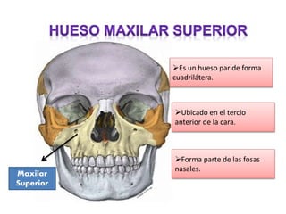 Es un hueso par de forma
cuadrilátera.
Ubicado en el tercio
anterior de la cara.
Forma parte de las fosas
nasales.
Maxilar
Superior
 