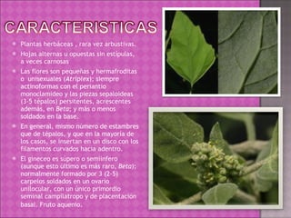 Plantas herbáceas , rara vez arbustivas. Hojas alternas u opuestas sin estípulas, a veces carnosas Las flores son pequeñas y hermafroditas o  unisexuales ( Atriplex ); siempre actinoformas con el periantio monoclamideo y las piezas sepaloideas (3-5 tépalos) persitentes, acrescentes además, en  Beta ; y más o menos soldados en la base.  En general, mismo número de estambres que de tépalos, y que en la mayoría de los casos, se insertan en un disco con los filamentos curvados hacia adentro. El gineceo es súpero o semiinfero (aunque esto último es más raro,  Beta ); normalmente formado por 3 (2-5) carpelos soldados en un ovario unilocular, con un único primordio seminal campilatropo y de placentación basal. Fruto aquenio . 