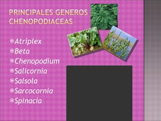 Atriplex Beta Chenopodium Salicornia Salsola Sarcocornia Spinacia 