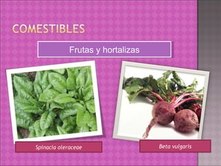 Spinacia oleraceae Frutas y hortalizas Beta vulgaris 