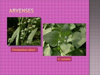 Chenopodium album C. vulvaria 