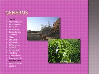 Adenia Ancistrothyrsus Androsiphonia Barteria Basananthe Crossostemma Deidamia Dilkea Efulensia Hollrungia Mitostemma Paropsia Paropsiopsis Passiflora Schlechterina Smeathmannia Tetrapathaea Tryphostemma Viridivia 