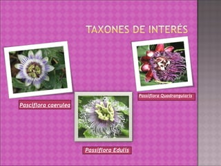 Pasciflora caerulea Passiflora Edulis Passiflora Quadrangularis 