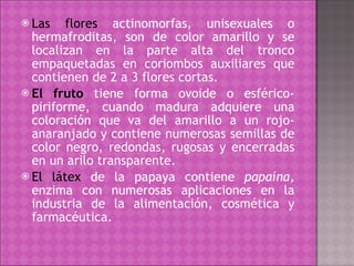 Las flores  actinomorfas, unisexuales o hermafroditas, son de color amarillo y se localizan en la parte alta del tronco empaquetadas en coriombos auxiliares que contienen de 2 a 3 flores cortas. El fruto  tiene forma ovoide o esférico-piriforme, cuando madura adquiere una coloración que va del amarillo a un rojo-anaranjado y contiene numerosas semillas de color negro, redondas, rugosas y encerradas en un arilo transparente.  El látex  de la papaya contiene  papaína,  enzima con numerosas aplicaciones en la industria de la alimentación, cosmética y farmacéutica.  