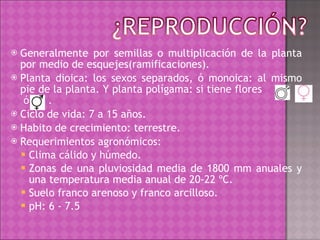 Generalmente por semillas o multiplicación de la planta por medio de esquejes(ramificaciones). Planta dioica: los sexos separados, ó monoica: al mismo pie de la planta. Y planta polígama: si tiene flores  ,  ó  . Ciclo de vida: 7 a 15 años. Habito de crecimiento: terrestre. Requerimientos agronómicos: Clima cálido y húmedo.  Zonas de una pluviosidad media de 1800 mm anuales y una temperatura media anual de 20-22 ºC. Suelo franco arenoso y franco arcilloso. pH: 6 - 7.5  