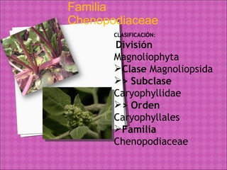 Familia Chenopodiaceae CLASIFICACIÓN : División  Magnoliophyta  Clase  Magnoliopsida   > Subclase  Caryophyllidae   > Orden  Caryophyllales  Familia  Chenopodiaceae 
