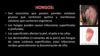 • Son eucariotas que poseen paredes celulares
gruesas que contienen quitina y membranas
celulares que contienen ergosterol.
• Los hongos pueden causar infecciones superficiales
o profundas.
• Las superficiales afectan la piel, el pelo o las uñas.
• Los dermatofitos (<<amantes de la piel») son hongos
de capas cutáneas superficiales; estas infecciones
reciben generalmente la denominación de tiña.
 