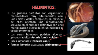• Los gusanos parásitos son organismos
multicelulares muy diferenciados con
unos ciclos vitales complejos; la mayoría
de ellos alternan una reproducción
sexuada en el huésped definitivo con una
multiplicación asexuada en un huésped o
vector intermedio.
• Los seres humanos podrian albergar
gusanos adultos Ascaris lumbricoides
• fases inmaduras Toxocara canis
• formas larvarias asexuadas Echinococcus
 
