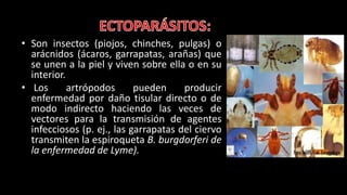 • Son insectos (piojos, chinches, pulgas) o
arácnidos (ácaros, garrapatas, arañas) que
se unen a la piel y viven sobre ella o en su
interior.
• Los artrópodos pueden producir
enfermedad por daño tisular directo o de
modo indirecto haciendo las veces de
vectores para la transmisión de agentes
infecciosos (p. ej., las garrapatas del ciervo
transmiten la espiroqueta B. burgdorferi de
la enfermedad de Lyme).
 