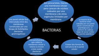 BACTERIAS
Son procariotas, (tienen
una membrana celular
pero carecen de núcleos
rodeados por una
membrana y de otros
orgánulos limitados por
membrana La mayoría de las
bacterias están
rodeadas por una pared
celular constituida por
peptidoglucano, un
polímero de cadenas
largas de azúcar unidas
por puentes peptídicos.
Existen dos formas de
estructura de la pared
celular:
Una pared gruesa
que rodea la
membrana celular y
retiene la tinción
cristal violeta
(bacterias
grampositivas)
una pared celular fina
intercalada entre dos
membranas
constituidas por una
bicapa de fosfolípidos
(bacterias
gramnegativas)
 