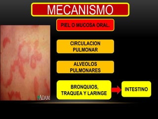 MECANISMO
PIEL O MUCOSA ORAL.
CIRCULACION
PULMONAR
ALVEOLOS
PULMONARES
BRONQUIOS,
TRAQUEA Y LARINGE

INTESTINO

 