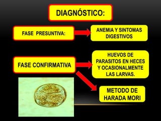 DIAGNÓSTICO:
FASE PRESUNTIVA:

ANEMIA Y SINTOMAS
DIGESTIVOS

FASE CONFIRMATIVA

HUEVOS DE
PARASITOS EN HECES
Y OCASIONALMENTE
LAS LARVAS.

METODO DE
HARADA MORI

 
