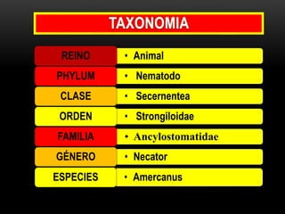 REINO
PHYLUM

• Animal
• Nematodo

CLASE

• Secernentea

ORDEN

• Strongiloidae

FAMILIA

• Ancylostomatidae

GÉNERO

• Necator

ESPECIES

• Amercanus

 