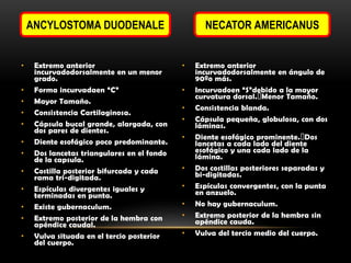 ANCYLOSTOMA DUODENALE

•
•
•
•
•

•
•
•
•
•
•
•

Extremo anterior
incurvadodorsalmente en un menor
grado.
Forma incurvadaen “C”
Mayor Tamaño.
Consistencia Cartilaginosa.
Cápsula bucal grande, alargada, con
dos pares de dientes.
Diente esofágico poco predominante.
Dos lancetas triangulares en el fondo
de la capsula.
Costilla posterior bifurcada y cada
rama tri-digitada.
Espículas divergentes iguales y
terminadas en punta.
Existe gubernaculum.
Extremo posterior de la hembra con
apéndice caudal.
Vulva situada en el tercio posterior
del cuerpo.

NECATOR AMERICANUS

•
•
•
•
•

•
•

•
•
•

Extremo anterior
incurvadodorsalmente en ángulo de
90ºo más.
Incurvadoen “S”debido a la mayor
curvatura dorsal.􀂙Menor Tamaño.
Consistencia blanda.
Cápsula pequeña, globulosa, con dos
láminas.
Diente esofágico prominente.􀂙Dos
lancetas a cada lado del diente
esofágico y una cada lado de la
lámina.
Dos costillas posteriores separadas y
bi-digitadas.
Espículas convergentes, con la punta
en anzuelo.
No hay gubernaculum.
Extremo posterior de la hembra sin
apéndice cauda.
Vulva del tercio medio del cuerpo.

 