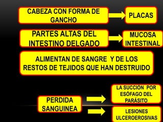 CABEZA CON FORMA DE
GANCHO

PLACAS

PARTES ALTAS DEL
INTESTINO DELGADO

MUCOSA
INTESTINAL

ALIMENTAN DE SANGRE Y DE LOS
RESTOS DE TEJIDOS QUE HAN DESTRUIDO

PERDIDA
SANGUINEA

LA SUCCIÓN POR
ESÓFAGO DEL
PARÁSITO
LESIONES
ULCEROEROSIVAS

 