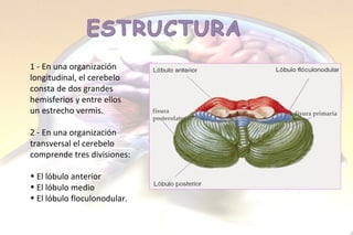 1 - En una organización longitudinal, el cerebelo consta de dos grandes hemisferios y entre ellos un estrecho vermis. 2 - En una organización transversal el cerebelo comprende tres divisiones: El lóbulo anterior El lóbulo medio El lóbulo floculonodular.  fisura primaria fisura  posterolateral 