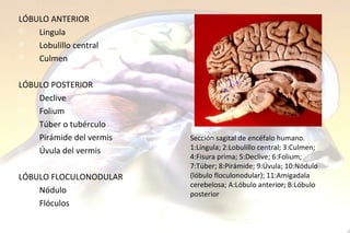 LÓBULO ANTERIOR Lingula Lobulillo central Culmen LÓBULO POSTERIOR Declive Folium Túber o tubérculo Pirámide del vermis Úvula del vermis LÓBULO FLOCULONODULAR Nódulo Flóculos Sección sagital de encéfalo humano. 1:Língula; 2:Lobulillo central; 3:Culmen; 4:Fisura prima; 5:Declive; 6:Folium; 7:Túber; 8:Pirámide; 9:Úvula; 10:Nódulo (lóbulo floculonodular); 11:Amigadala cerebelosa; A:Lóbulo anterior; B:Lóbulo posterior 
