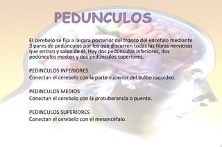 El cerebelo se fija a la cara posterior del tronco del encéfalo mediante 3 pares de pedúnculos por los que discurren todas las fibras nerviosas que entran y salen de él. Hay dos pedúnculos inferiores, dos pedúnculos medios y dos pedúnculos superiores. PEDINCULOS INFERIORES Conectan el cerebelo con la parte superior del bulbo raquideo.  PEDINCULOS MEDIOS Conectan el cerebelo con la protuberancia o puente.  PEDINCULOS SUPERIORES Conectan el cerebelo con el mesencéfalo.  