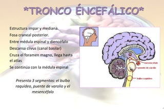 Estructura impar y mediana.   Fosa craneal posterior. Entre médula espinal y diencéfalo Descansa clivus (canal basilar) Cruza el foramen magno, llega hasta el atlas Se continúa con la médula espinal Presenta 3 segmentos: el bulbo raquídeo, puente de varolio y el mesencéfalo 