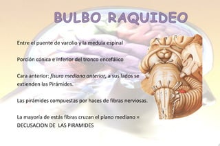 Entre el puente de varolio y la medula espinal Porción cónica e inferior del tronco encefálico Cara anterior:  fisura mediana anterior,  a sus lados se  extienden las Pirámides. Las pirámides compuestas por haces de fibras nerviosas. La mayoría de estás fibras cruzan el plano mediano =  DECUSACION DE  LAS PIRAMIDES 