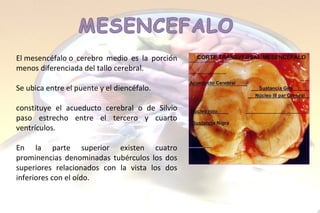 El mesencéfalo o cerebro medio es la porción menos diferenciada del tallo cerebral.  Se ubica entre el puente y el diencéfalo.  constituye el acueducto cerebral o de Silvio paso estrecho entre el tercero y cuarto ventrículos. En la parte superior existen cuatro prominencias denominadas tubérculos los dos superiores relacionados con la vista los dos inferiores con el oído. 