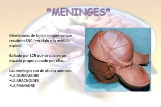 Membranas de tejido conjuntivo que recubren SNC ( encéfalo y la médula espinal) Bañado por LCR que circula en un espacio proporcionado por ellas.  Las meninges son de afuera adentro: LA DURAMADRE LA ARACNOIDES LA PIAMADRE 