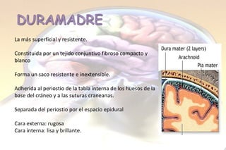 La más superficial y resistente. Constituida por un tejido conjuntivo fibroso compacto y  blanco Forma un saco resistente e inextensible.  Adherida al periostio de la tabla interna de los huesos de la base del cráneo y a las suturas craneanas.   Separada del periostio por el espacio epidural  Cara externa: rugosa  Cara interna: lisa y brillante. 