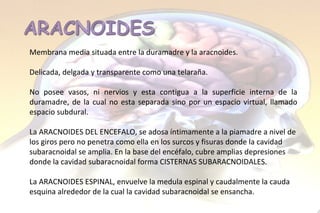 Membrana media situada entre la duramadre y la aracnoides.  Delicada, delgada y transparente como una telaraña. No posee vasos, ni nervios y esta contigua a la superficie interna de la duramadre, de la cual no esta separada sino por un espacio virtual, llamado espacio subdural.  La ARACNOIDES DEL ENCEFALO, se adosa íntimamente a la piamadre a nivel de los giros pero no penetra como ella en los surcos y fisuras donde la cavidad subaracnoidal se amplia. En la base del encéfalo, cubre amplias depresiones donde la cavidad subaracnoidal forma CISTERNAS SUBARACNOIDALES.  La ARACNOIDES ESPINAL, envuelve la medula espinal y caudalmente la cauda esquina alrededor de la cual la cavidad subaracnoidal se ensancha. 