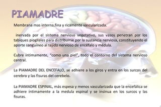 Membrana mas interna,fina y ricamente vascularizada. inervada por el sistema nervioso vegetativo, sus vasos penetran por los tabiques piogliales para distribuirse por la sustancia nerviosa, constituyendo el aporte sanguíneo al tejido nervioso de encéfalo y médula.  Cubre íntimamente, “como una piel”, todo el contorno del sistema nervioso central. La PIAMADRE DEL ENCEFALO, se adhiere a los giros y entra en los surcos del cerebro y las fisuras del cerebelo . La PIAMADRE ESPINAL, más espesa y menos vascularizada que la encefálica se adhiere íntimamente a la medula espinal y se insinua en los surcos y las fisuras. 