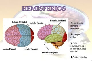 Hemisferio  derecho  e izquierdo. Cuerpo calloso. Tres cisuras,principales la de Rolando y silvio Cuatro lóbulos 