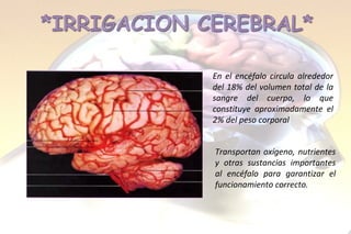 En el encéfalo circula alrededor del 18% del volumen total de la sangre del cuerpo, lo que constituye aproximadamente el 2% del peso corporal .  Transportan oxígeno, nutrientes y otras sustancias importantes al encéfalo para garantizar el funcionamiento correcto.  