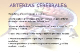Dos sistemas proveen irrigación al cerebro: sistema carotideo o “circulación anterior”:  abastece a la parte anterior del cerebro, ojos y sus apéndices, la frente y nariz.   sistema  vertebrobasilar o “circulación posterior” :  irrigan el tronco del encéfalo y el cerebelo En estás circulaciones podemos distinguir dos tipos principales de vasos: Arterias circunferenciales largas: irrigan la corteza cerebral y cerebelosa. Arterias penetrantes o centrales: irrigan al tronco cerebral, y núcleos cerebrales centrales.  
