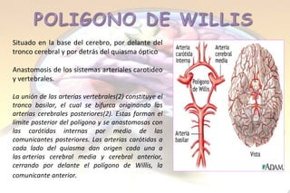 Situado en la base del cerebro, por delante del tronco cerebral y por detrás del quiasma óptico Anastomosis de los sistemas arteriales carotideo y vertebrales. La unión de las arterias vertebrales(2) constituye el tronco basilar, el cual se bifurca originando las arterias cerebrales posteriores(2). Estas forman el límite posterior del polígono y se anastomosas con las carótidas internas por medio de las comunicantes posteriores. Las arterias carótidas a cada lado del quiasma dan origen cada una a las arterias cerebral media y cerebral anterior, cerrando por delante el polígono de Willis, la comunicante anterior.      
