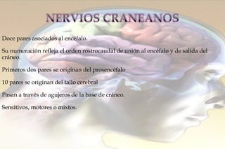 Doce pares asociados al encéfalo. Su numeración refleja el orden rostrocaudal de unión al encéfalo y de salida del  cráneo. Primeros dos pares se originan del prosencéfalo 10 pares se originan del tallo cerebral  Pasan a través de agujeros de la base de cráneo. Sensitivos, motores o mixtos. 