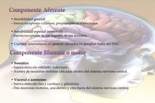 •  Sensibilidad general –  Inerva receptores cutáneos, propioceptivos o viscerales. •  Sensibilidad especial (sensorial) –  Inerva receptores de los órganos de los sentidos. •  Cuerpos neuronianos en general ubicados en ganglios fuera del SNC. •  Somático –  Inerva músculo estriado, voluntario. –  Axones de neuronas motoras ubicadas dentro del sistema nervioso central. •  Visceral o autónomo –  Inerva músculo liso y cardíaco y glándulas. –  Dos neuronas motoras, una dentro y otra fuera del sistema nervioso central 