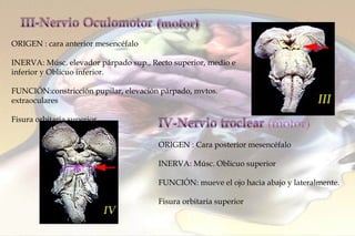 ORIGEN : cara anterior mesencéfalo INERVA: Músc. elevador párpado sup., Recto superior, medio e inferior y Oblicuo inferior.  FUNCIÓN: constricción pupilar, elevación párpado, mvtos. extraoculares Fisura orbitaria superior ORIGEN :  Cara posterior mesencéfalo INERVA: Músc. Oblicuo superior  FUNCIÓN: mueve el ojo hacia abajo y lateralmente. Fisura orbitaria superior 