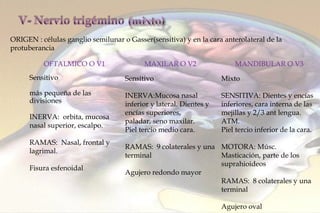 ORIGEN : células ganglio semilunar o Gasser(sensitiva) y en la cara anterolateral de la protuberancia  OFTALMICO O V1 MAXILAR O V2 MANDIBULAR O V3 Sensitivo más pequeña de las divisiones INERVA:   orbita, mucosa nasal superior, escalpo. RAMAS:  Nasal, frontal y lagrimal. Fisura esfenoidal Sensitivo INERVA: Mucosa nasal inferior y lateral. Dientes y encías superiores, paladar, seno maxilar. Piel tercio medio cara. RAMAS:  9 colaterales y una terminal Agujero redondo mayor Mixto SENSITIVA: Dientes y encías inferiores, cara interna de las mejillas y 2/3 ant lengua. ATM. Piel tercio inferior de la cara. MOTORA: Músc. Masticación, parte de los suprahioideos RAMAS:  8 colaterales y una terminal Agujero oval 