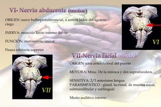 ORIGEN : surco bulboprotuberancial, a ambos lados del agujero ciego.  INERVA: musculo Recto interno del ojo FUNCIÓN: movimiento lateral Fisura orbitaria superior ORIGEN :cara anterolateral del puente MOTORA: Músc. De la mímica y dos suprahioideos. SENSITIVA: 2/3 anteriores lengua PARASIMPÁTICO : gland. lacrimal, de mucosa nasal, submandibular y sublingual Meato auditivo interno 