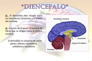 O:  El diencéfalo  esta situado entre  los hemisferios cerebrales   y el tronco del encéfalo . A:  A  través de él pasan la mayoría de fibras que se dirigen hacia la corteza cerebral . El diencéfalo se compone de varias partes: tálamo, hipotálamo, subtálamo y epitálamo. 